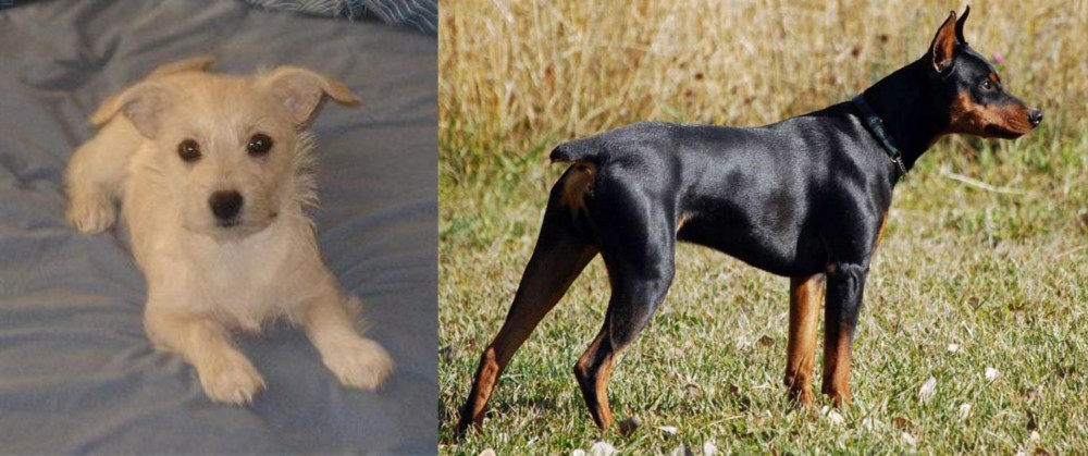 German Pinscher vs Chipoo - Breed Comparison