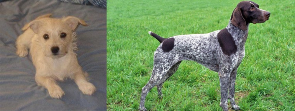 German Shorthaired Pointer vs Chipoo - Breed Comparison