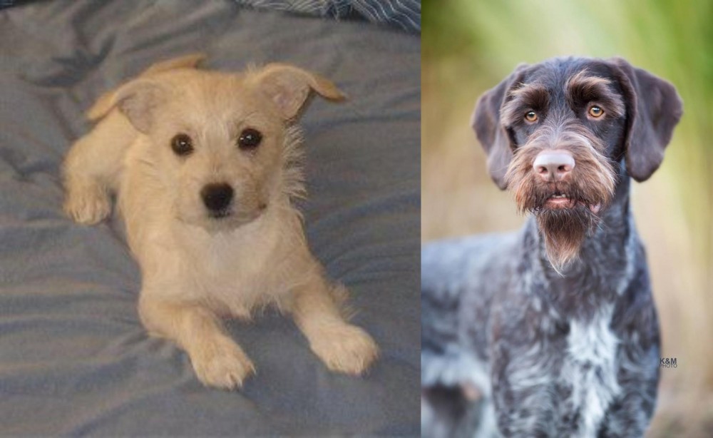 German Wirehaired Pointer vs Chipoo - Breed Comparison