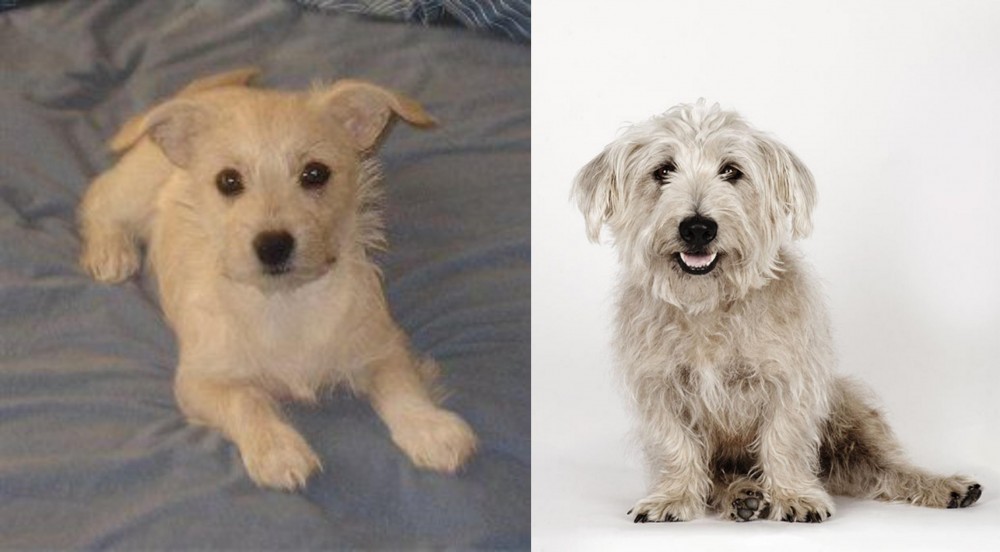 Glen of Imaal Terrier vs Chipoo - Breed Comparison