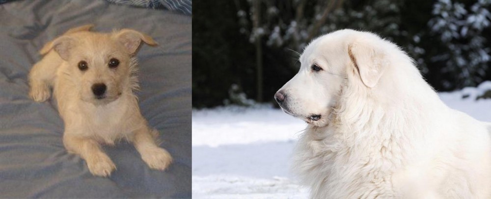 Great Pyrenees vs Chipoo - Breed Comparison