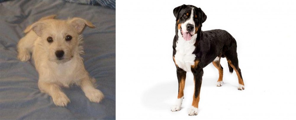 Greater Swiss Mountain Dog vs Chipoo - Breed Comparison