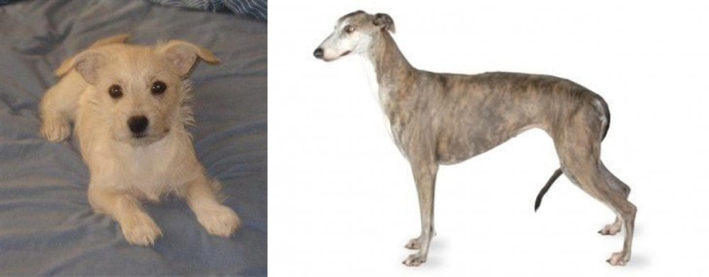 Greyhound vs Chipoo - Breed Comparison