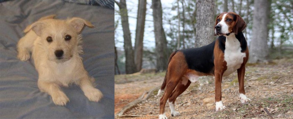 Hamiltonstovare vs Chipoo - Breed Comparison