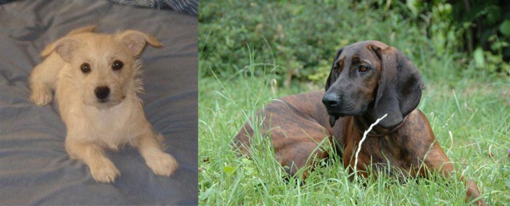Hanover Hound vs Chipoo - Breed Comparison