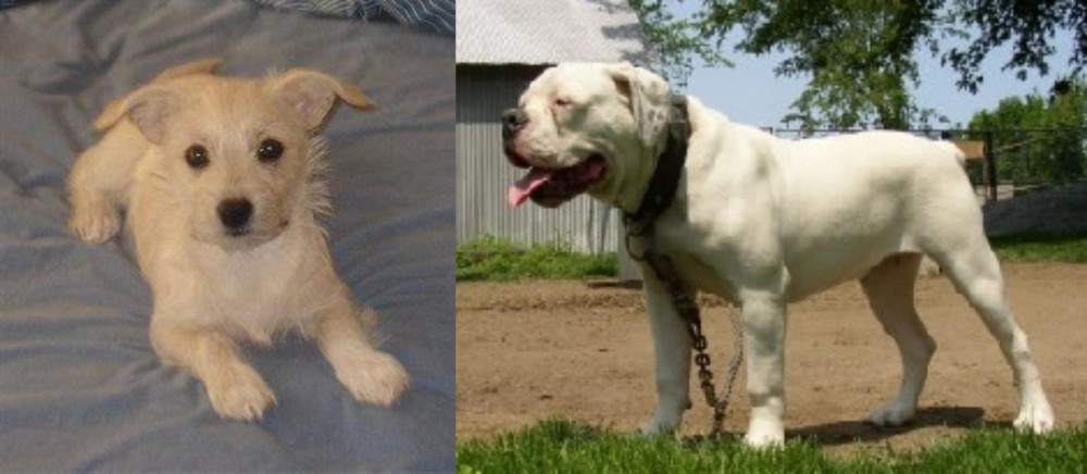 Hermes Bulldogge vs Chipoo - Breed Comparison