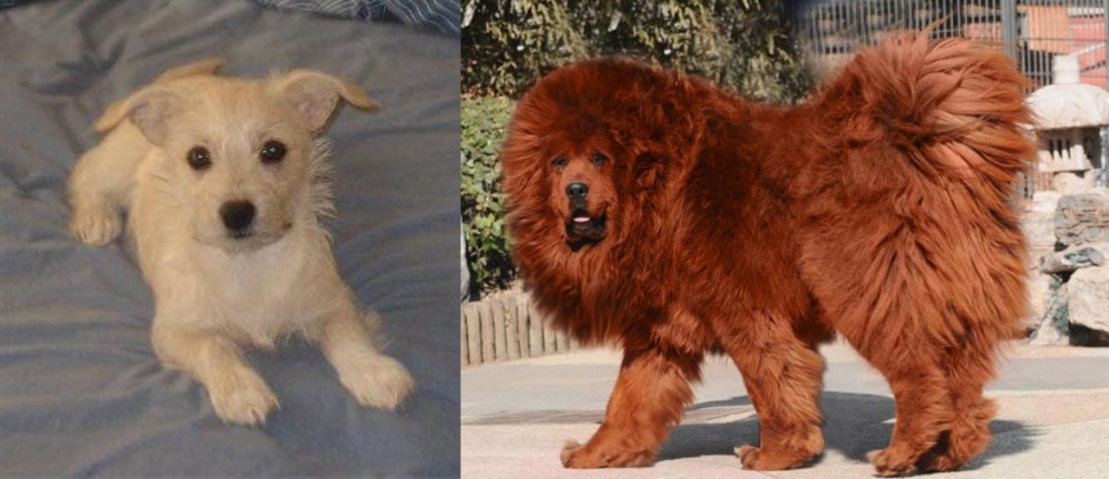 Himalayan Mastiff vs Chipoo - Breed Comparison
