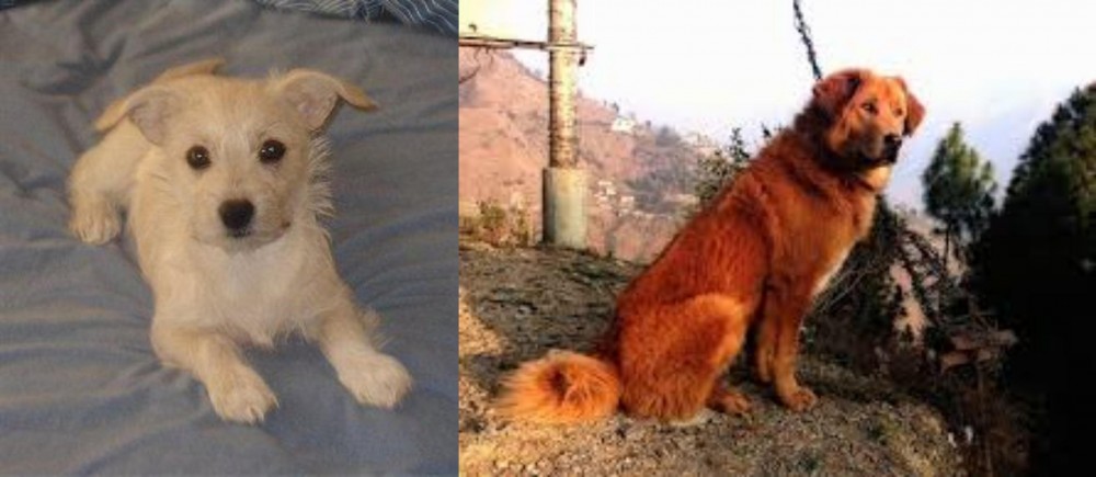 Himalayan Sheepdog vs Chipoo - Breed Comparison