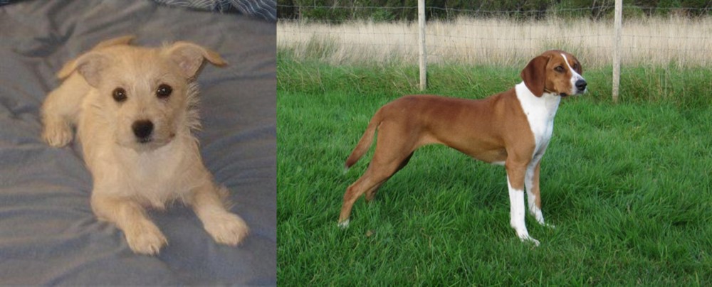 Hygenhund vs Chipoo - Breed Comparison
