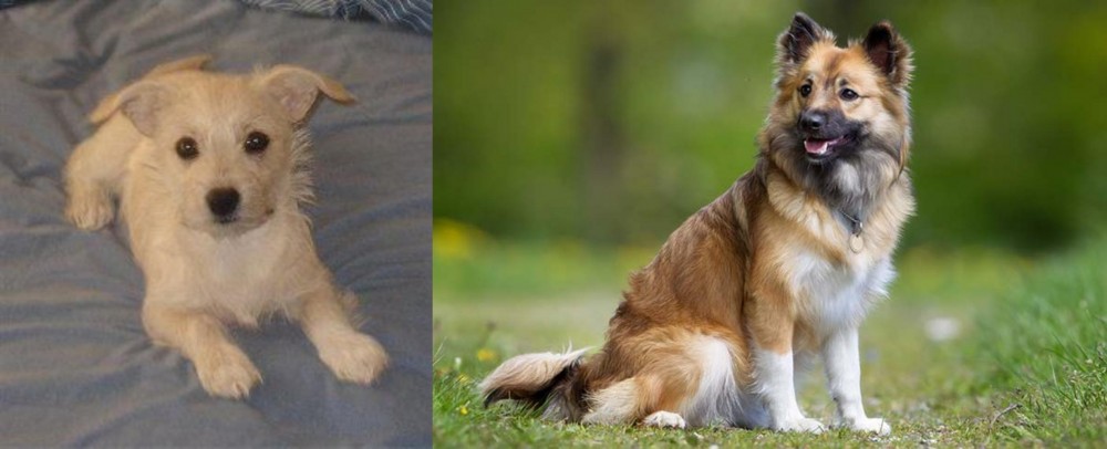 Icelandic Sheepdog vs Chipoo - Breed Comparison