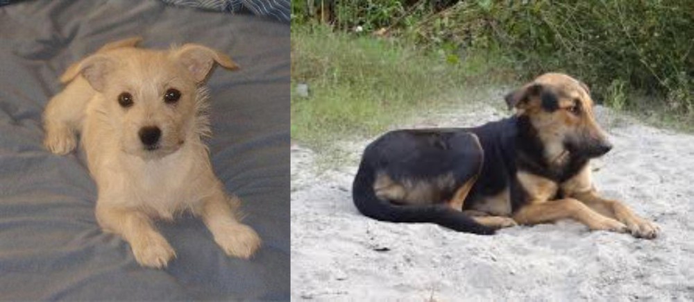 Indian Pariah Dog vs Chipoo - Breed Comparison