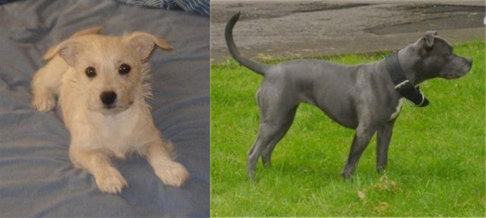 Irish Bull Terrier vs Chipoo - Breed Comparison