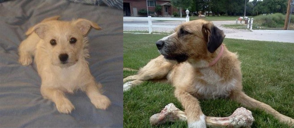 Irish Mastiff Hound vs Chipoo - Breed Comparison