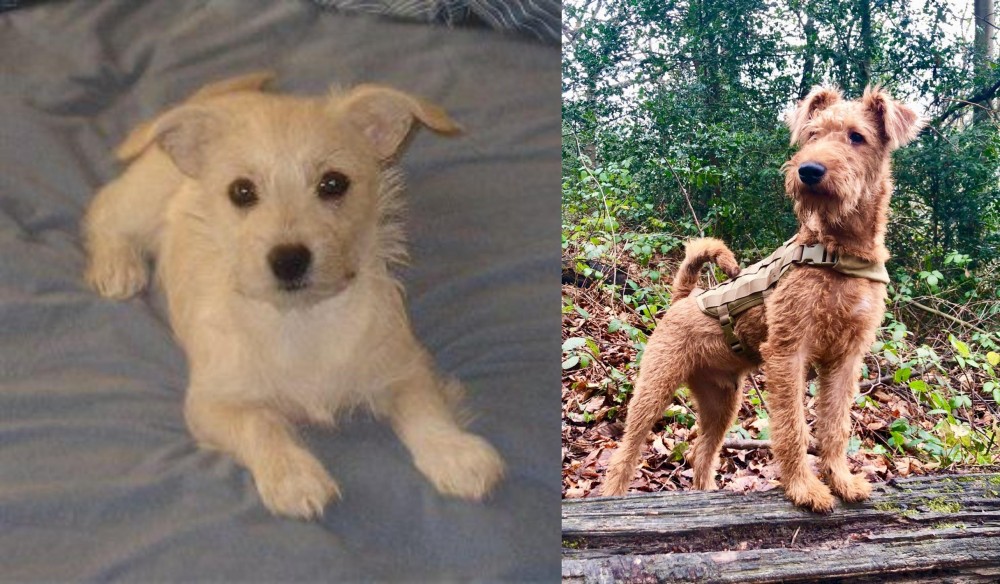 Irish Terrier vs Chipoo - Breed Comparison