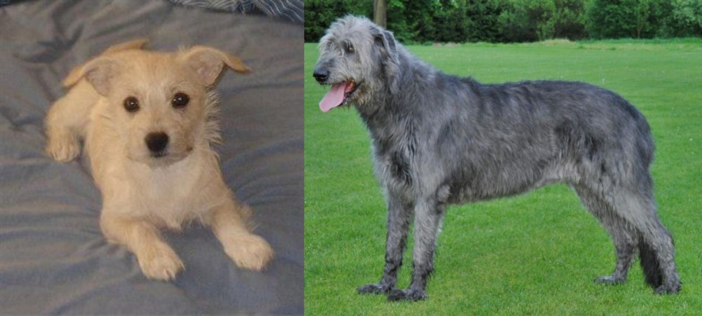 Irish Wolfhound vs Chipoo - Breed Comparison