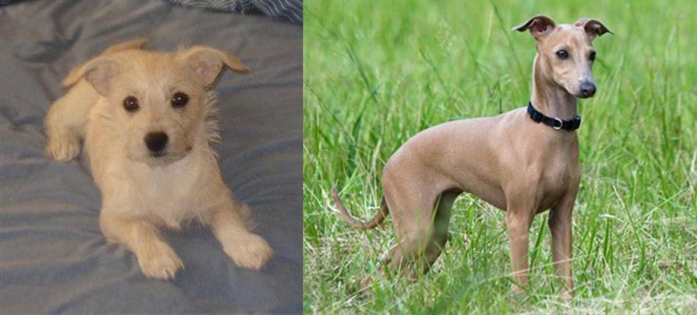 Italian Greyhound vs Chipoo - Breed Comparison
