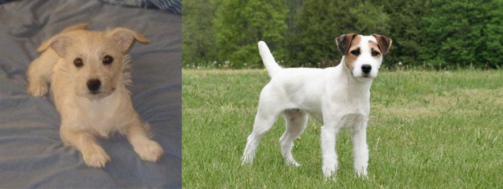 Jack Russell Terrier vs Chipoo - Breed Comparison