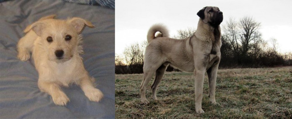 Kangal Dog vs Chipoo - Breed Comparison