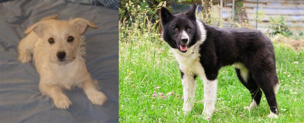 Karelian Bear Dog vs Chipoo - Breed Comparison