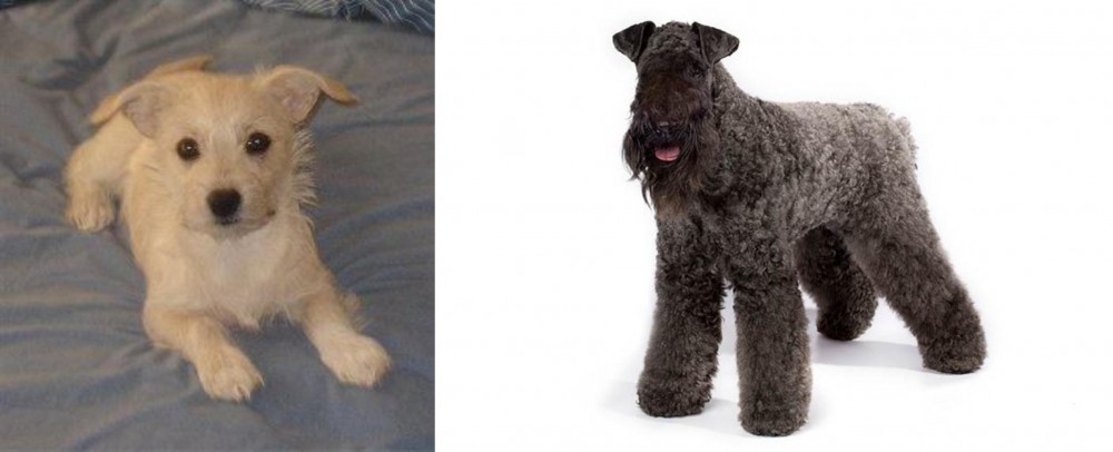Kerry Blue Terrier vs Chipoo - Breed Comparison