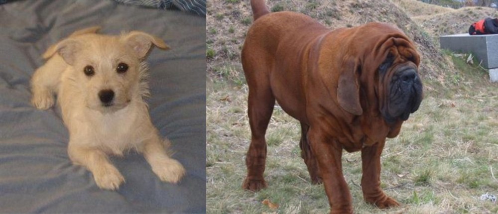 Korean Mastiff vs Chipoo - Breed Comparison