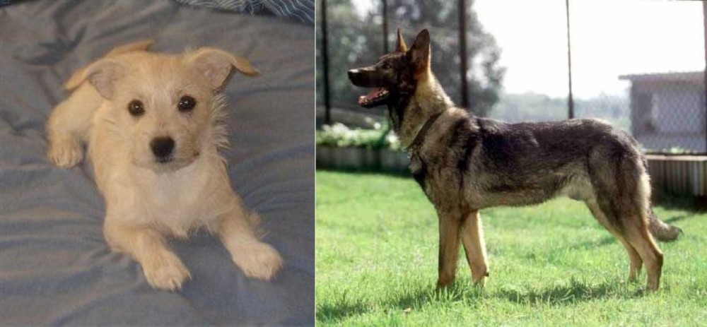 Kunming Dog vs Chipoo - Breed Comparison