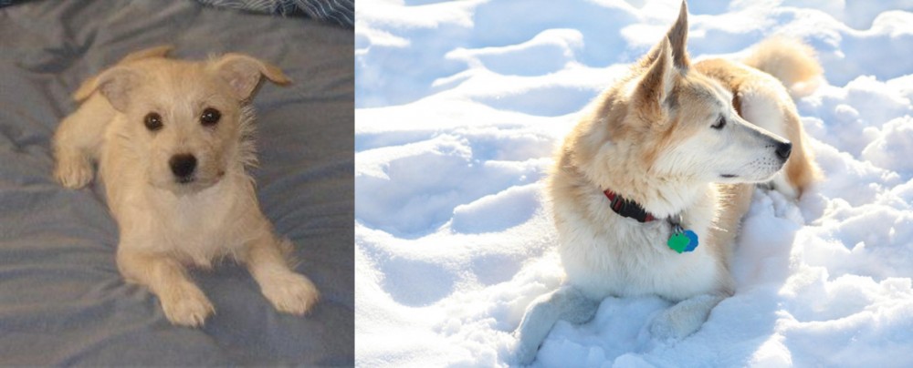 Labrador Husky vs Chipoo - Breed Comparison