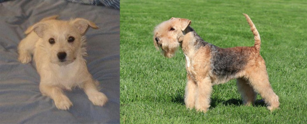 Lakeland Terrier vs Chipoo - Breed Comparison