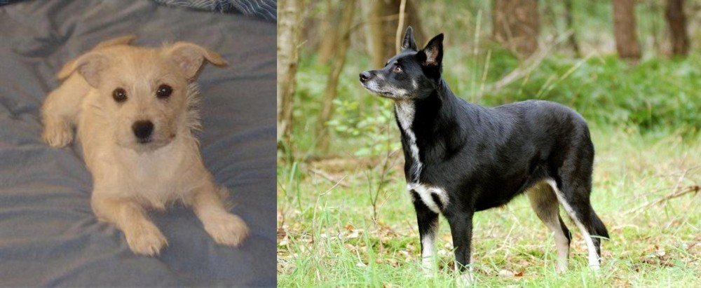 Lapponian Herder vs Chipoo - Breed Comparison