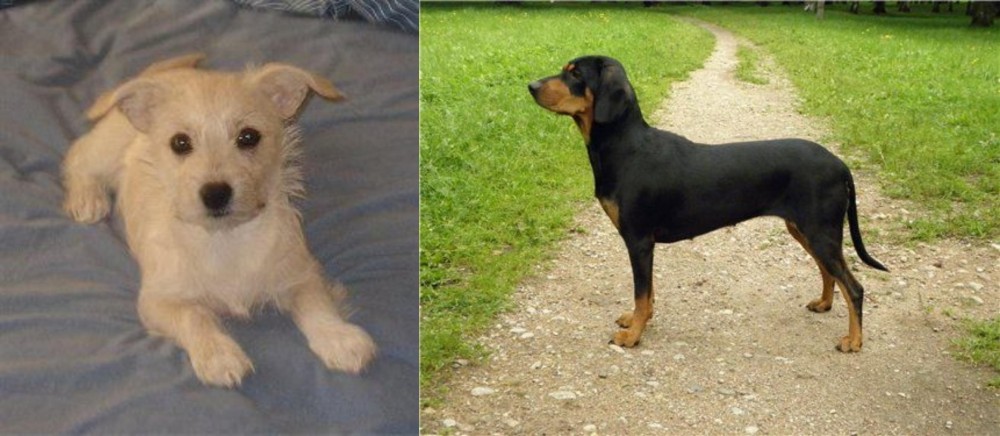 Latvian Hound vs Chipoo - Breed Comparison