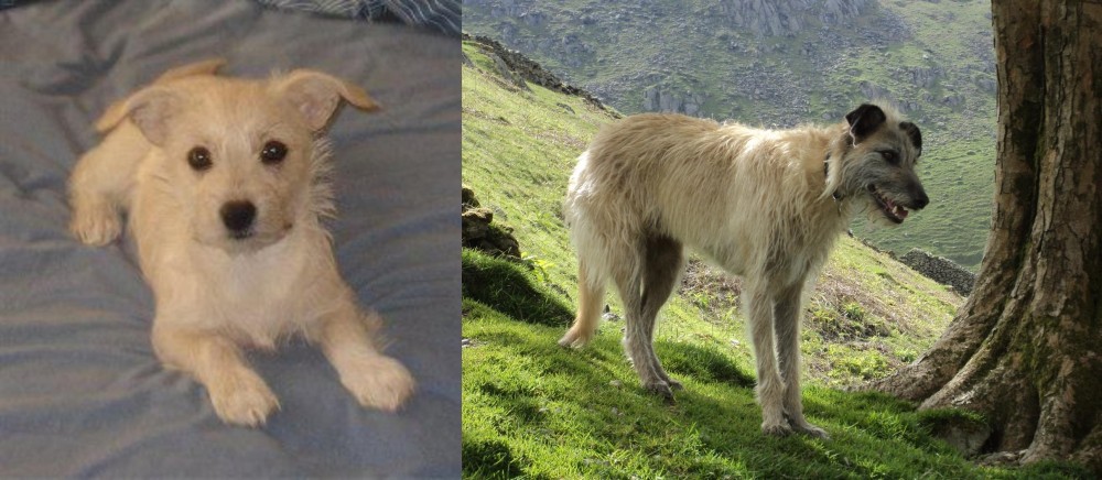Lurcher vs Chipoo - Breed Comparison