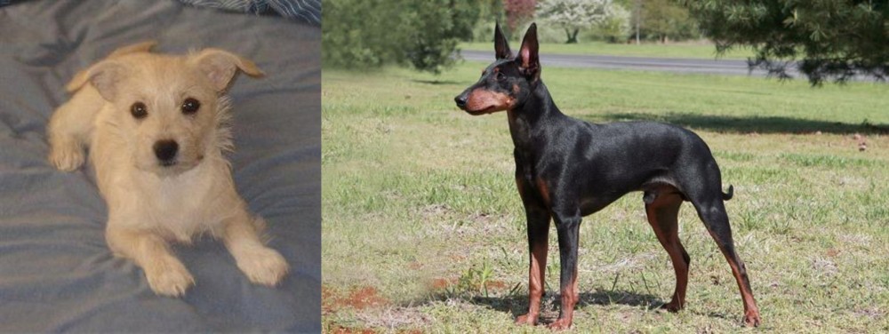 Manchester Terrier vs Chipoo - Breed Comparison