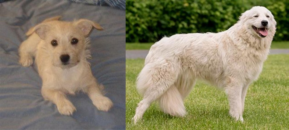 Maremma Sheepdog vs Chipoo - Breed Comparison