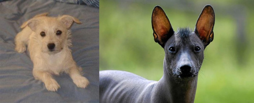 Mexican Hairless vs Chipoo - Breed Comparison