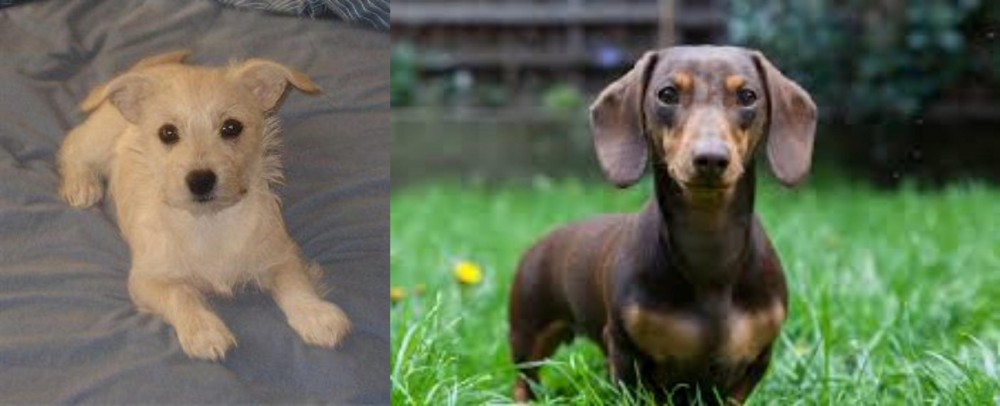 Miniature Dachshund vs Chipoo - Breed Comparison