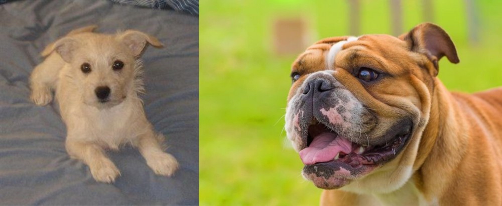 Miniature English Bulldog vs Chipoo - Breed Comparison