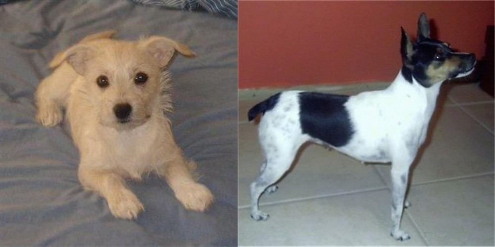Miniature Fox Terrier vs Chipoo - Breed Comparison