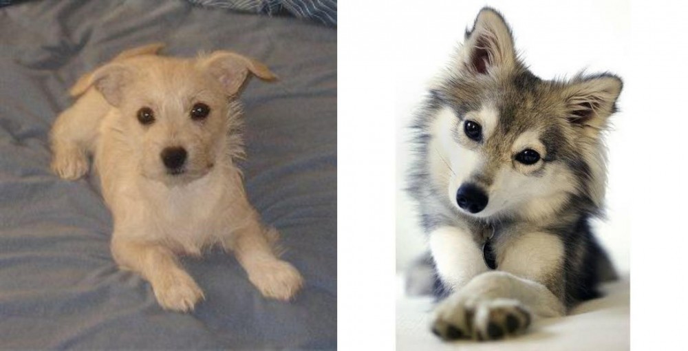 Miniature Siberian Husky vs Chipoo - Breed Comparison