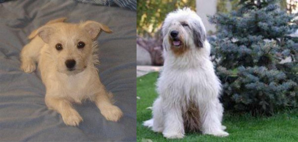 Mioritic Sheepdog vs Chipoo - Breed Comparison