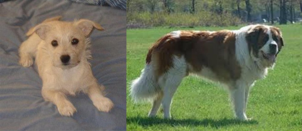 Moscow Watchdog vs Chipoo - Breed Comparison