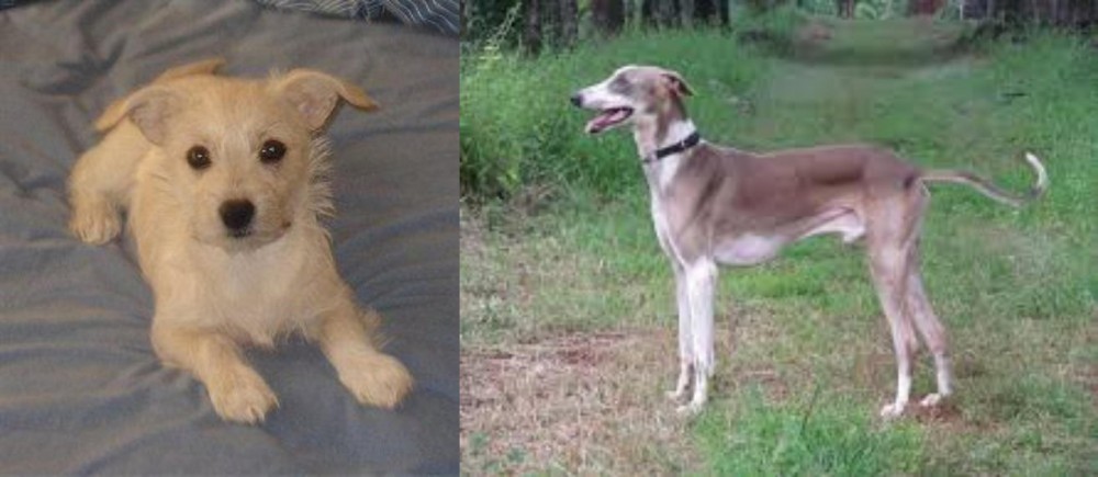Mudhol Hound vs Chipoo - Breed Comparison