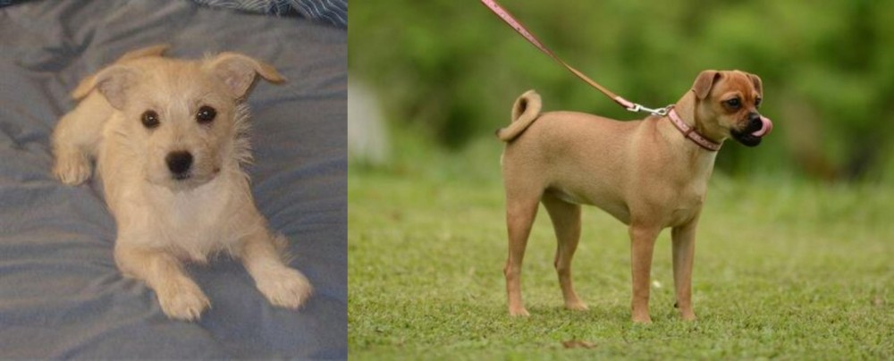 Muggin vs Chipoo - Breed Comparison