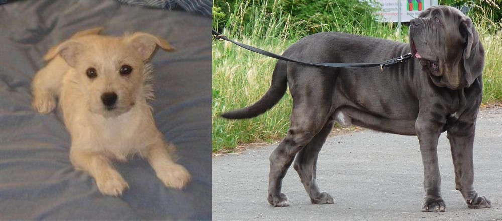 Neapolitan Mastiff vs Chipoo - Breed Comparison