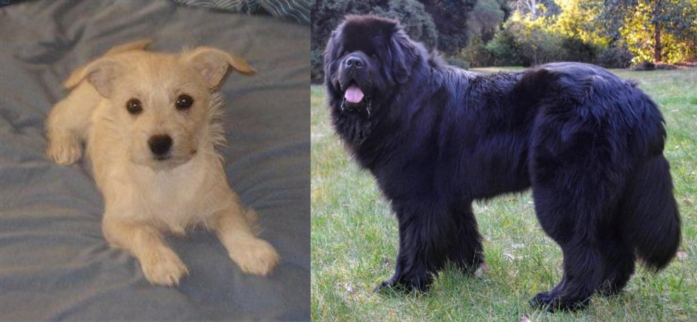 Newfoundland Dog vs Chipoo - Breed Comparison