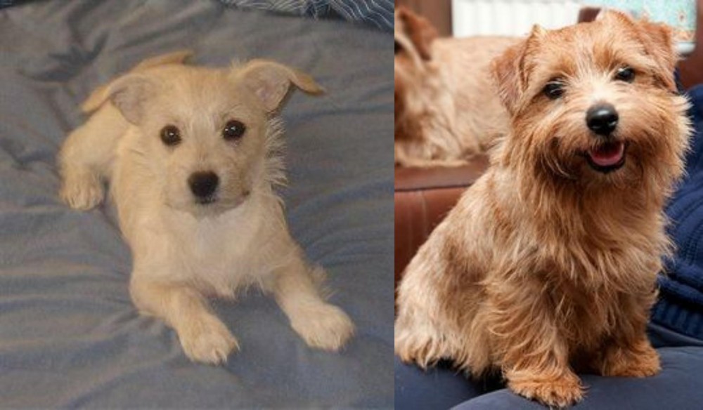 Norfolk Terrier vs Chipoo - Breed Comparison