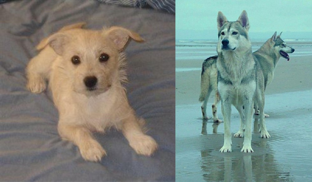 Northern Inuit Dog vs Chipoo - Breed Comparison