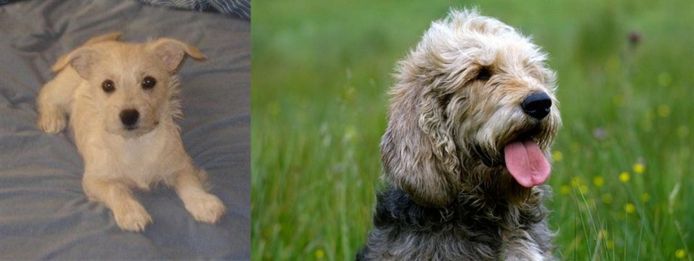 Otterhound vs Chipoo - Breed Comparison