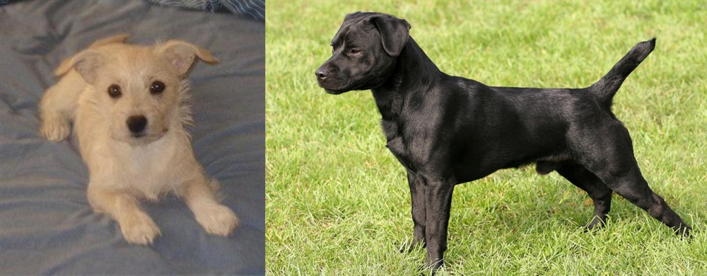 Patterdale Terrier vs Chipoo - Breed Comparison