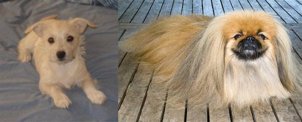 Pekingese vs Chipoo - Breed Comparison