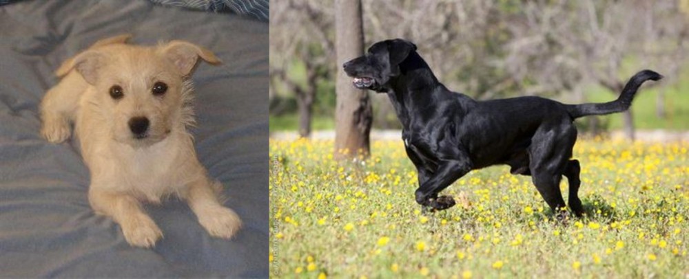 Perro de Pastor Mallorquin vs Chipoo - Breed Comparison